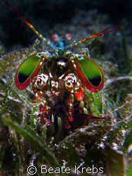 Mantis shrimp , taken at Wakatobi with Canon S70 and Clos... by Beate Krebs 